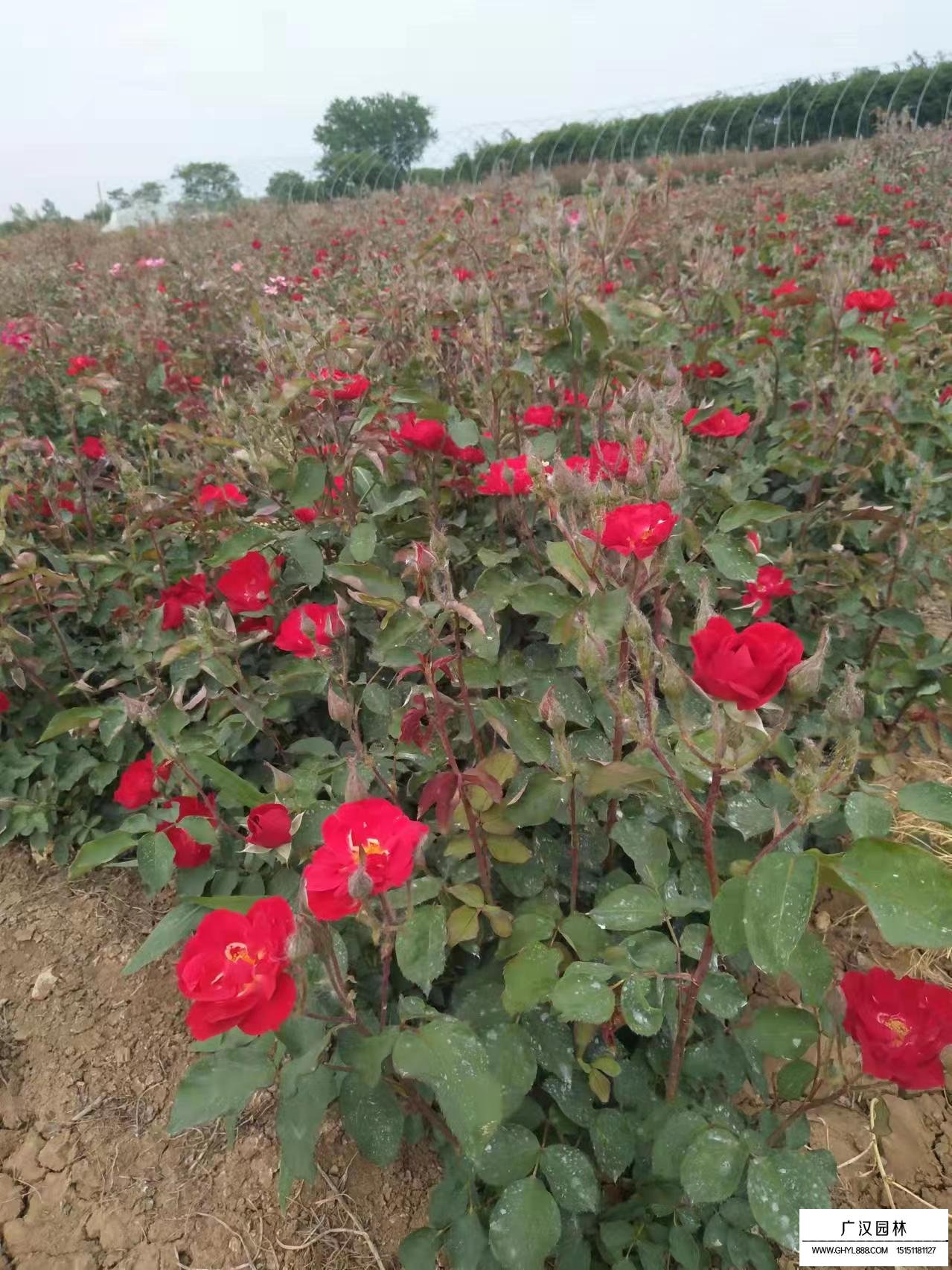 紅帽月季怎么繁殖？(圖3)