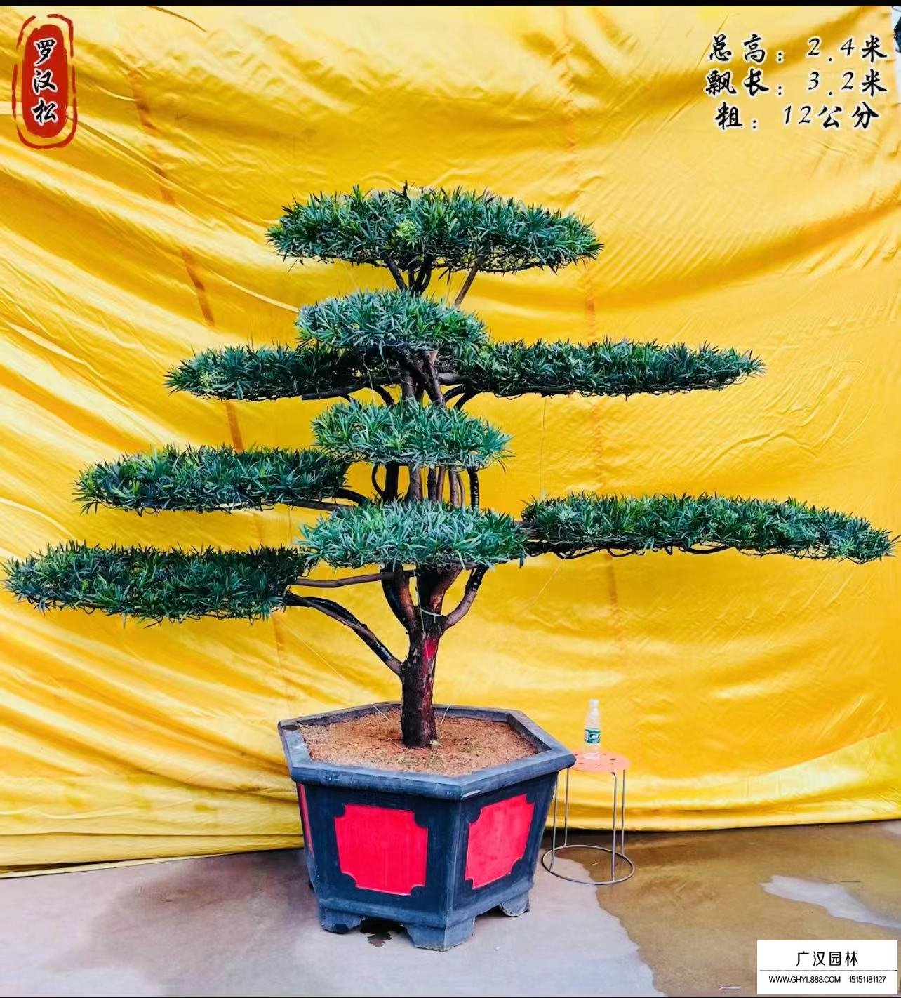 造型羅漢松(圖3)