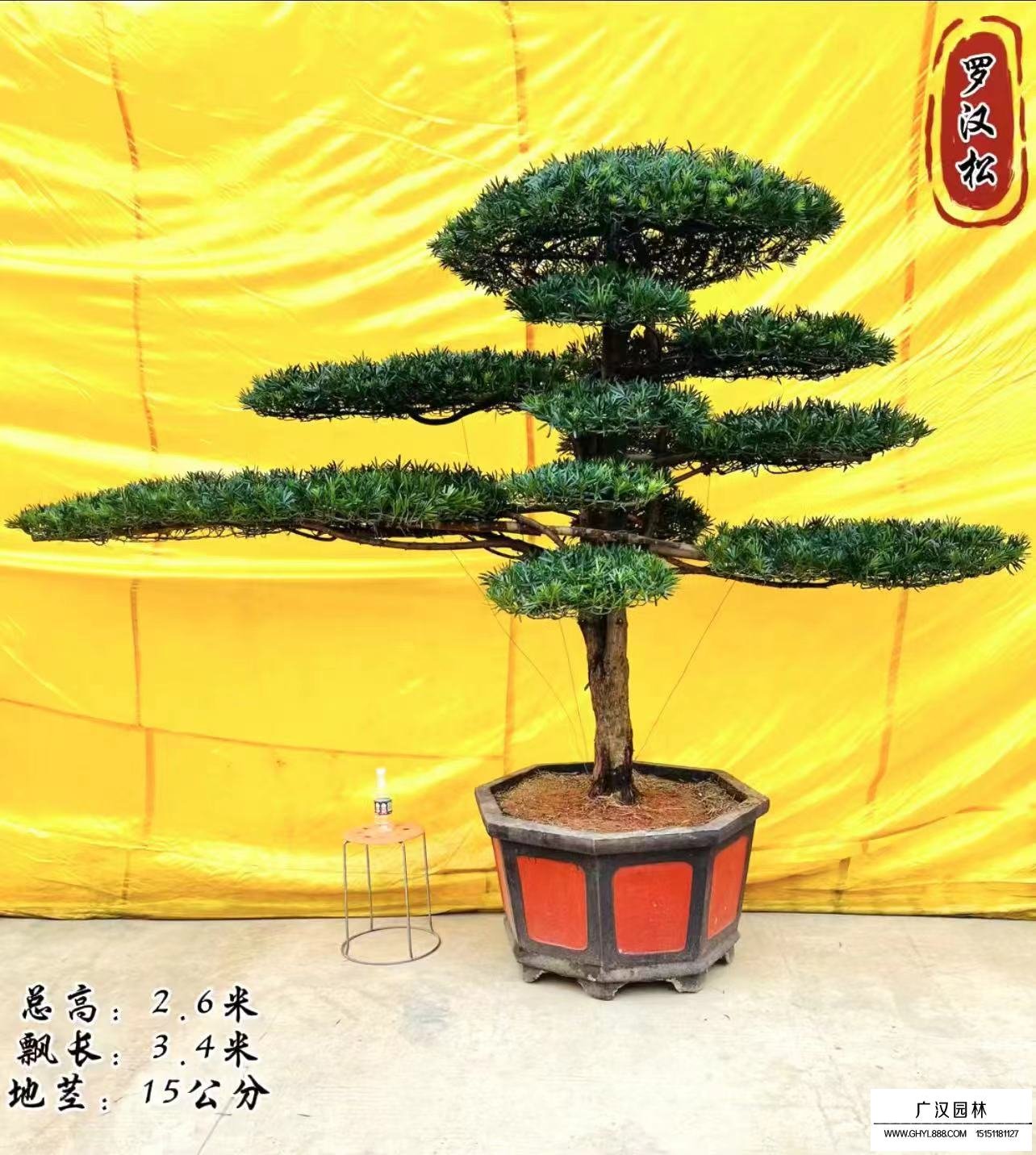 造型羅漢松(圖4)
