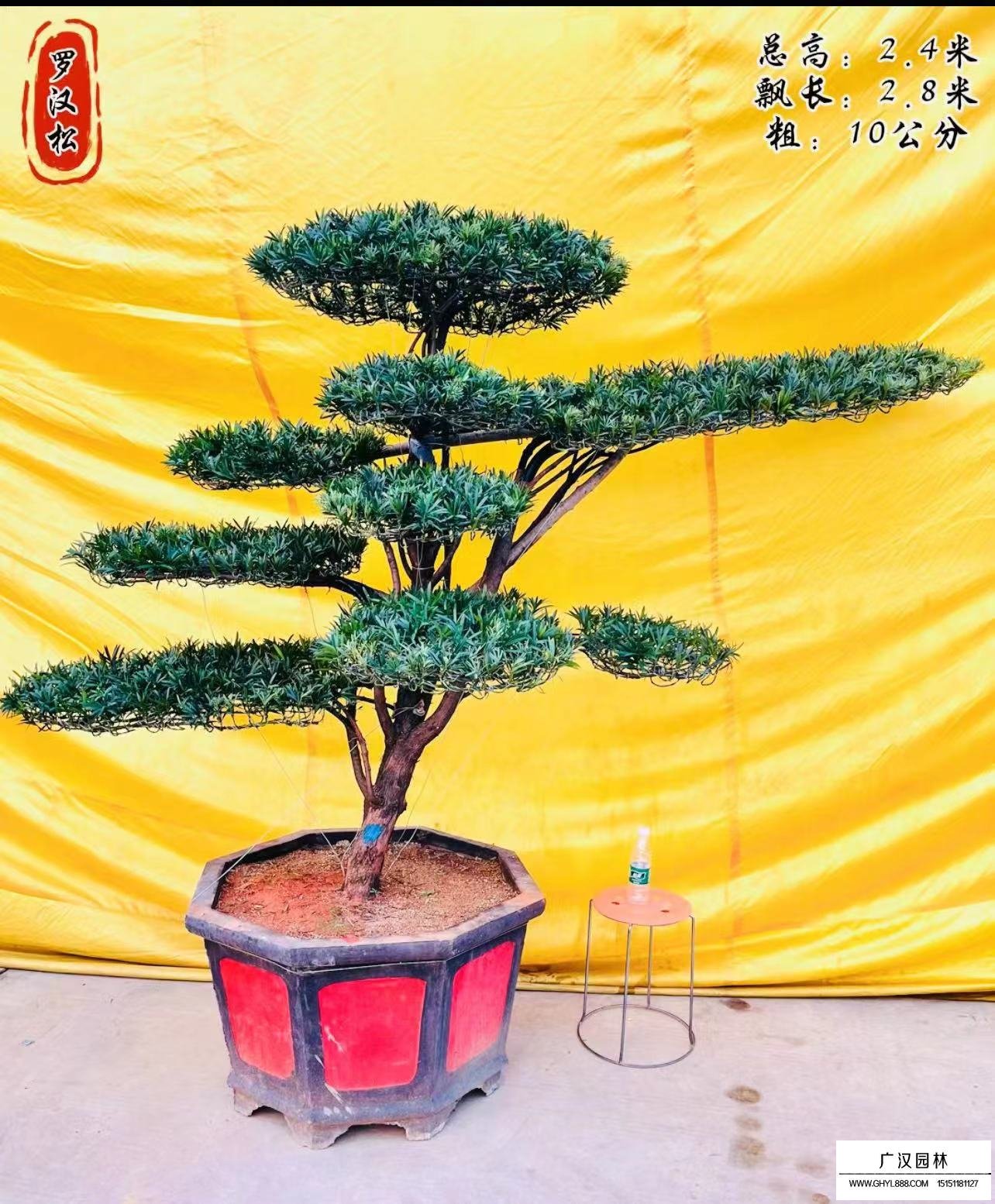 造型羅漢松(圖5)