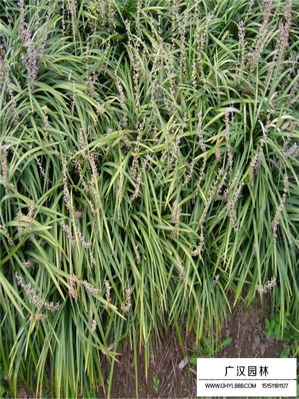 吉祥草是什么植物？(圖3)