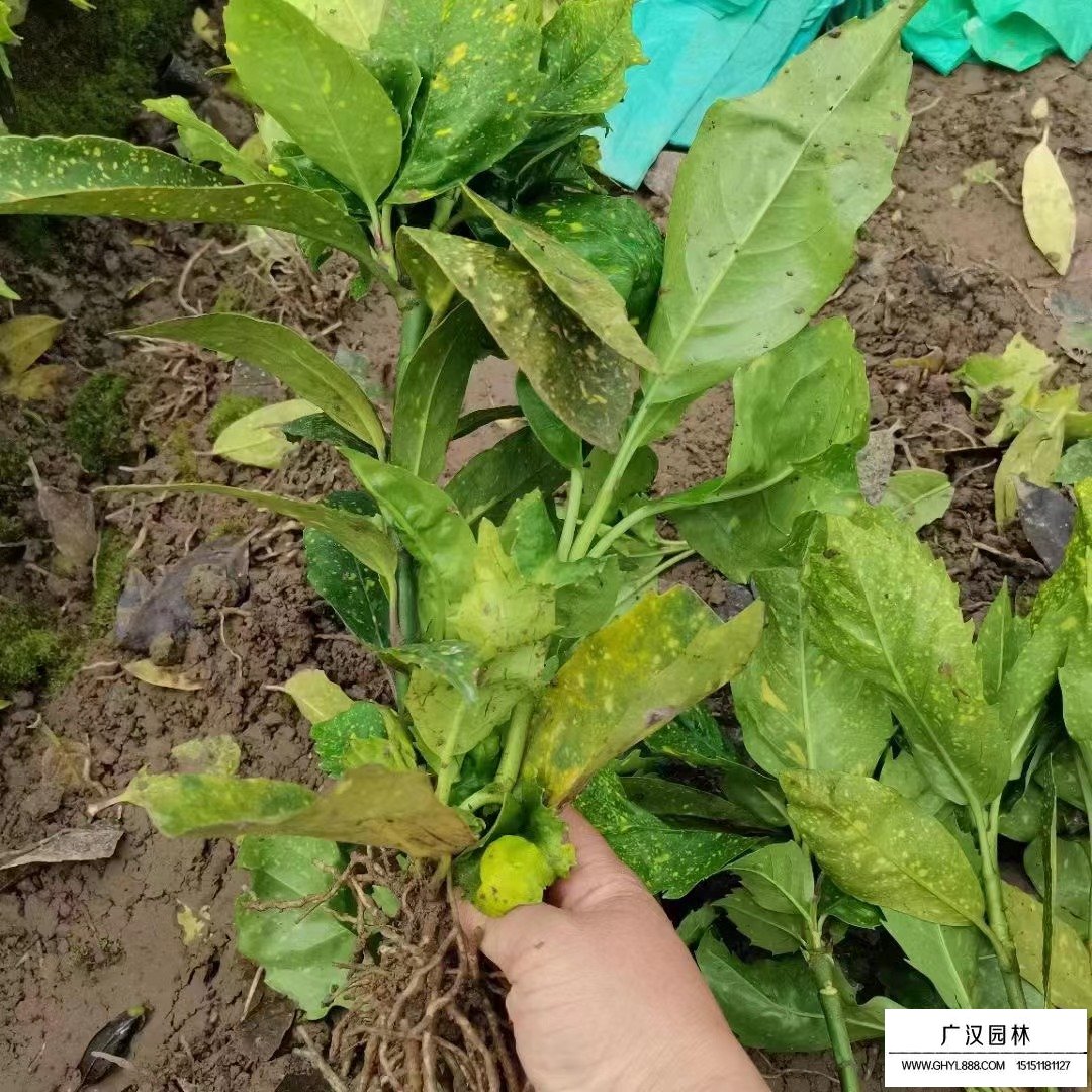 灑金珊瑚是什么植物？(圖2)