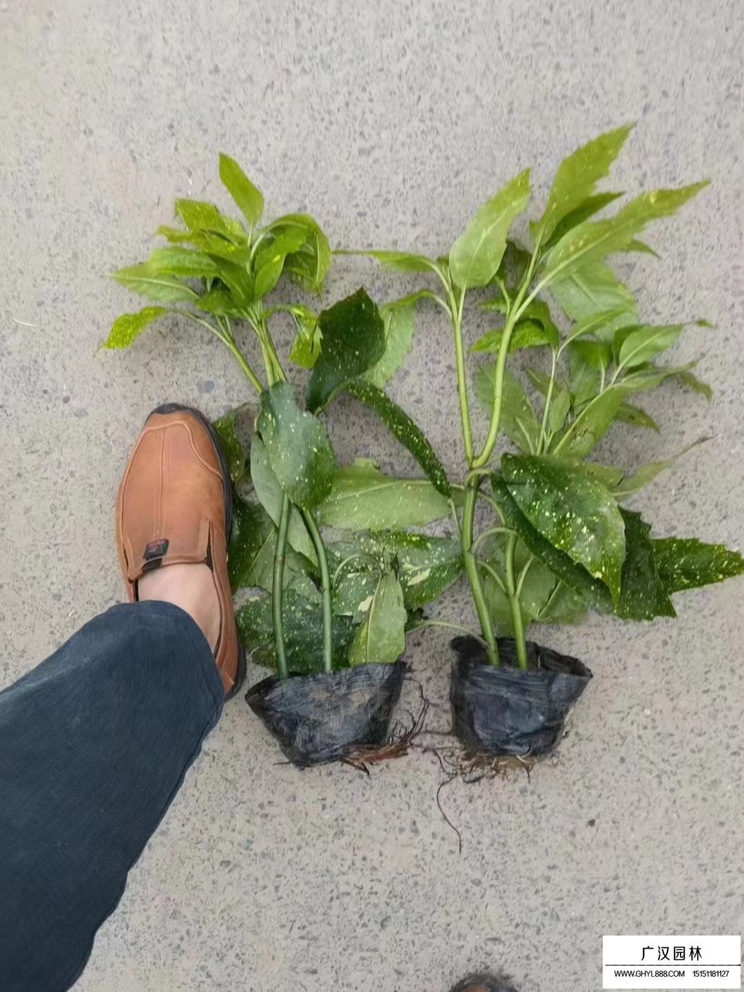 灑金珊瑚是什么植物？(圖1)