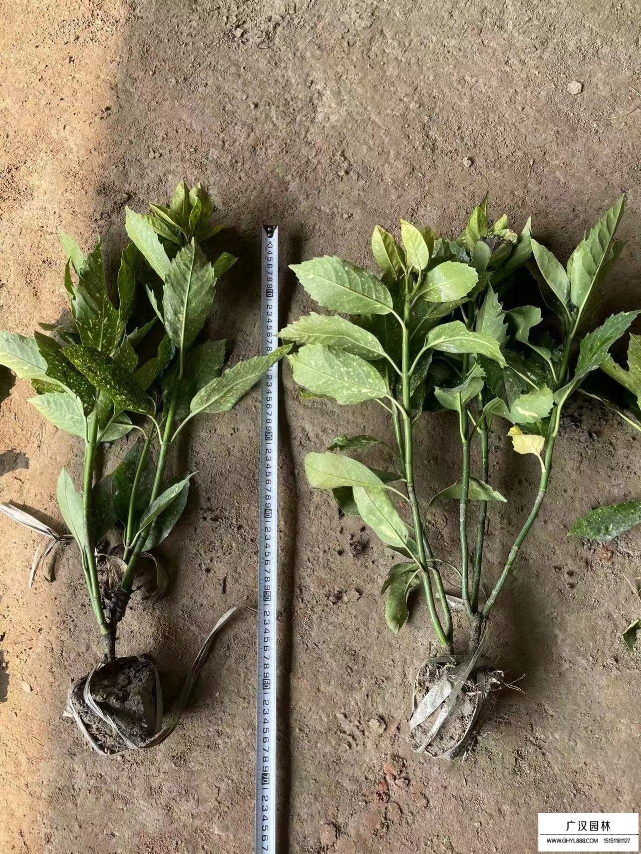 灑金珊瑚是什么植物？(圖3)