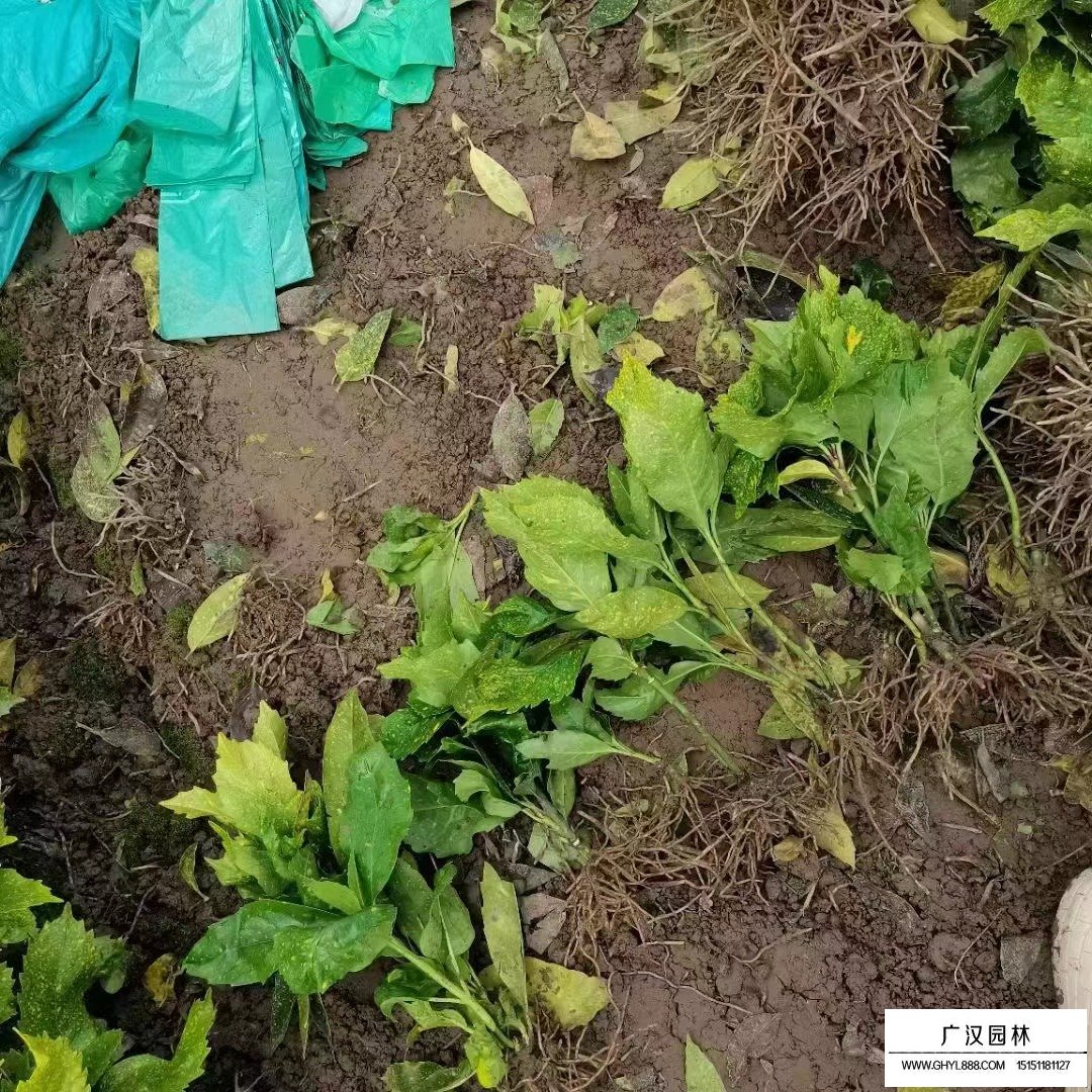 灑金珊瑚是什么植物？(圖4)