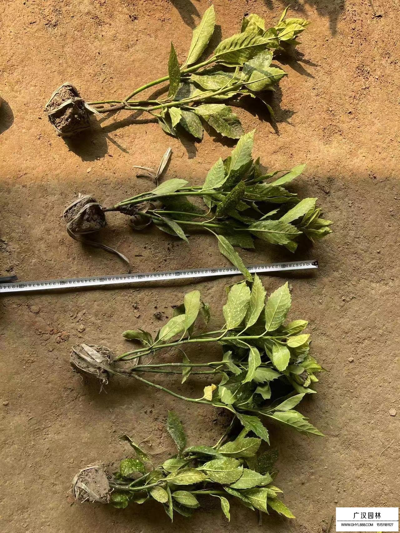 灑金珊瑚是什么植物？(圖5)