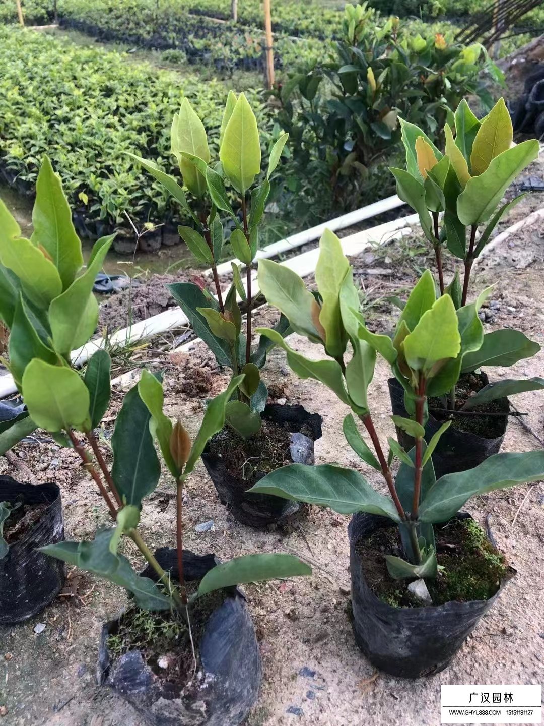 龍船花(圖5)