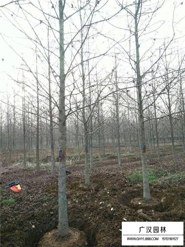 北美楓香基地在哪里？(圖3)