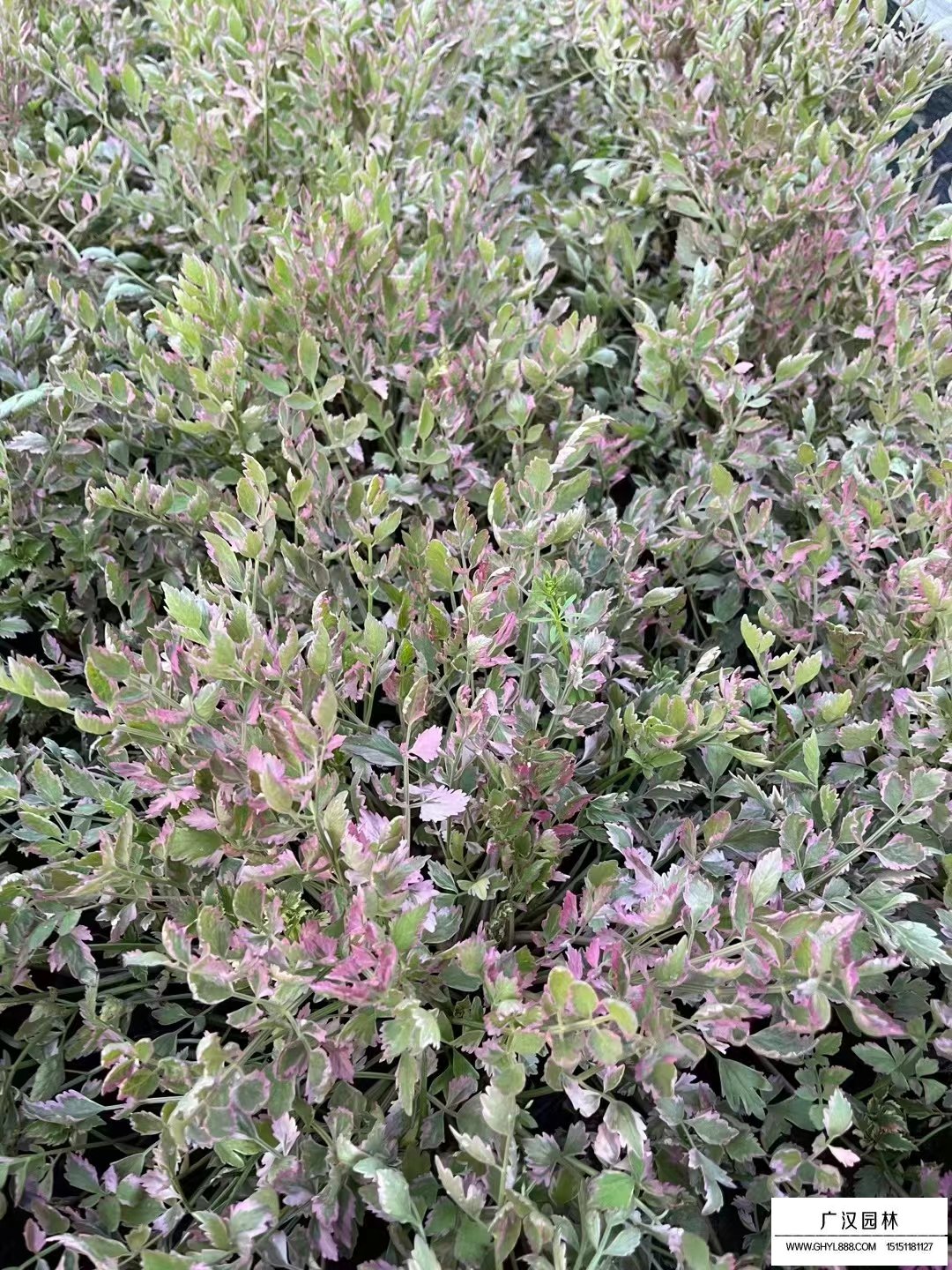 彩葉芹菜(圖3)