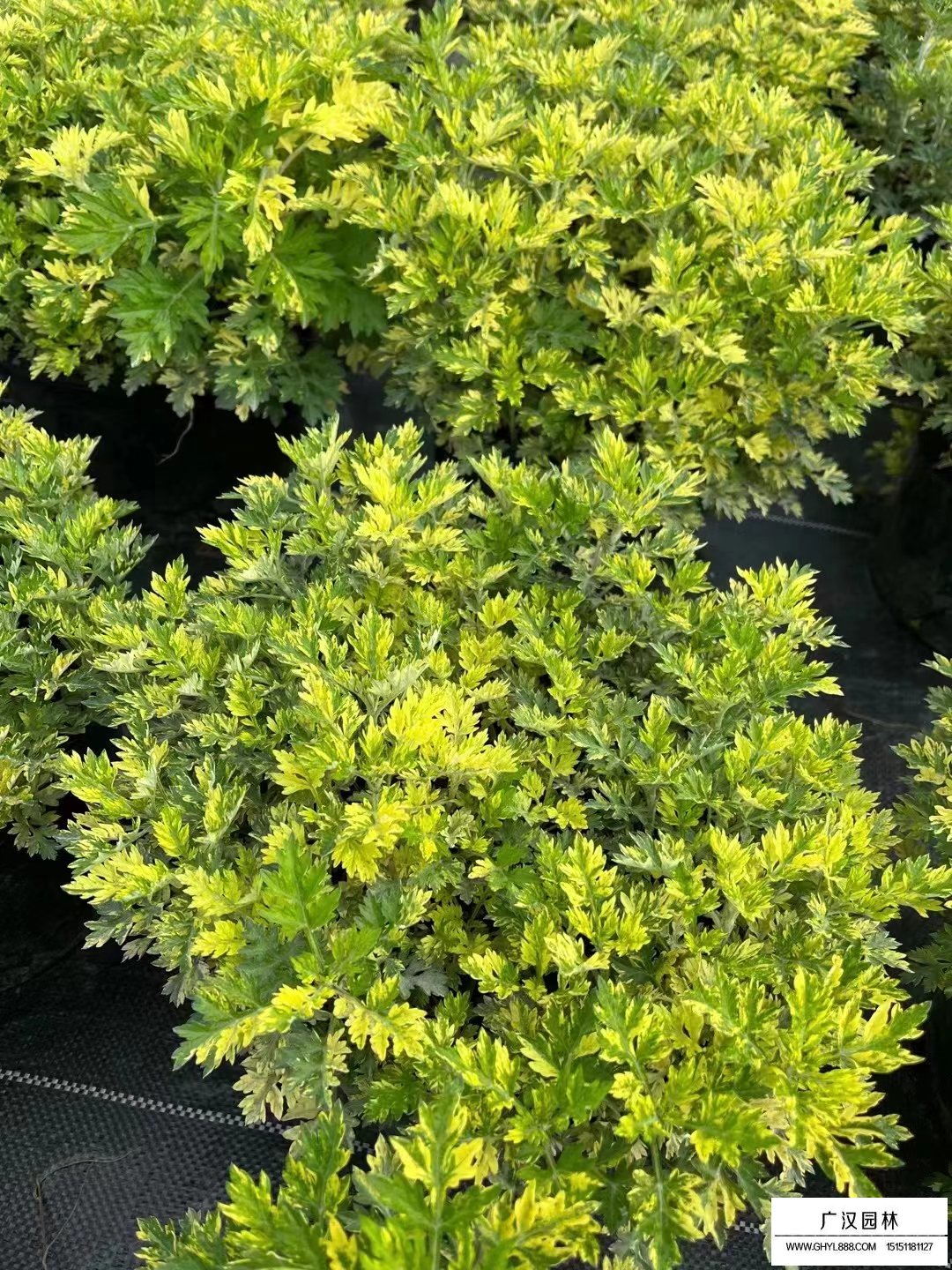 花葉艾草(圖1)