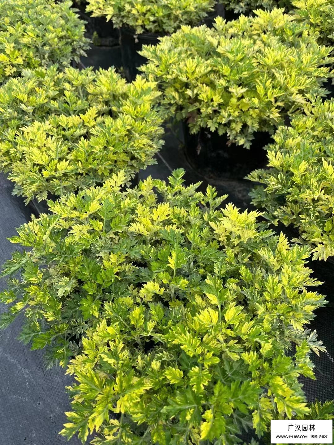 花葉艾草(圖3)
