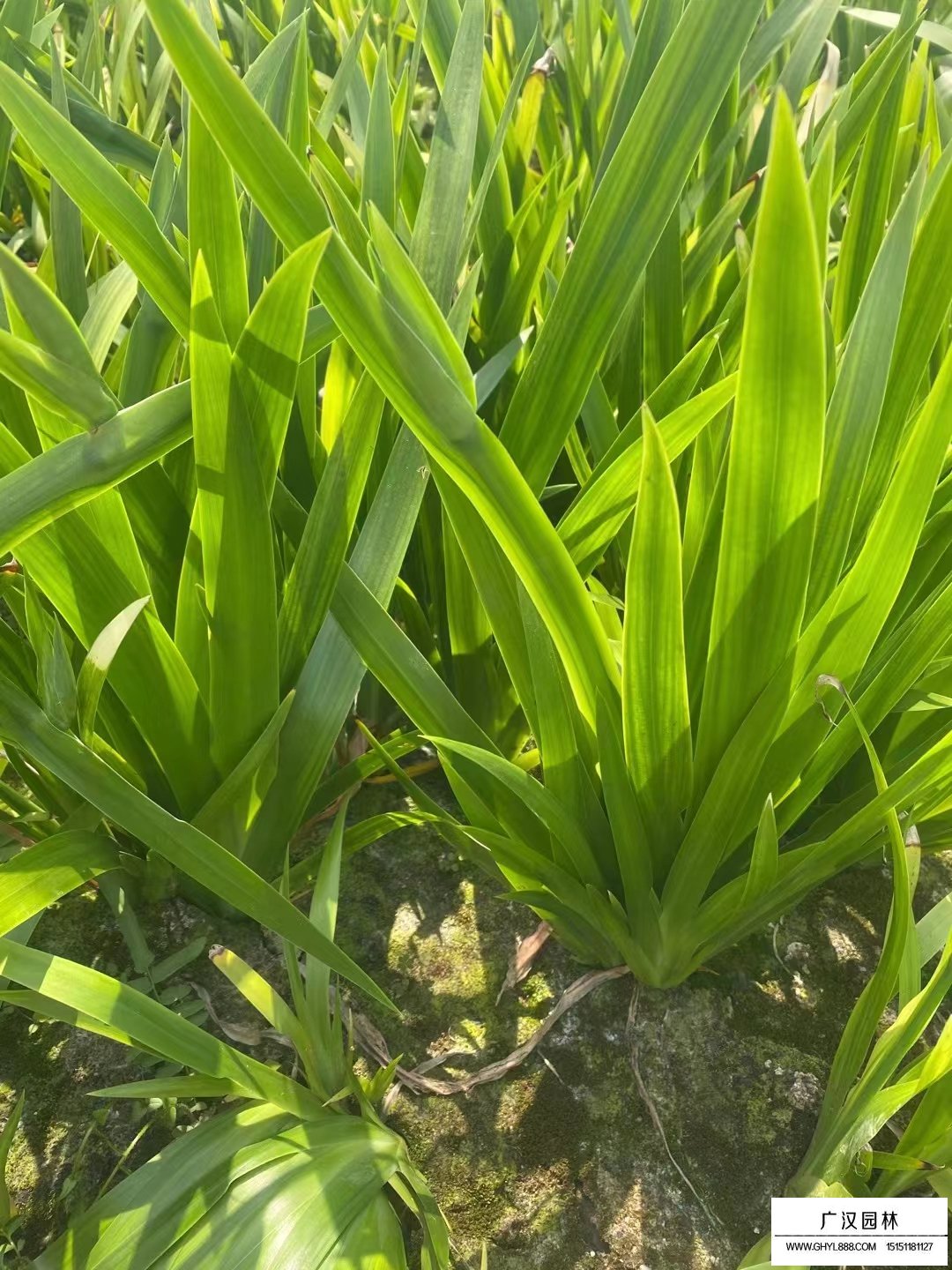 剪刀蘭
