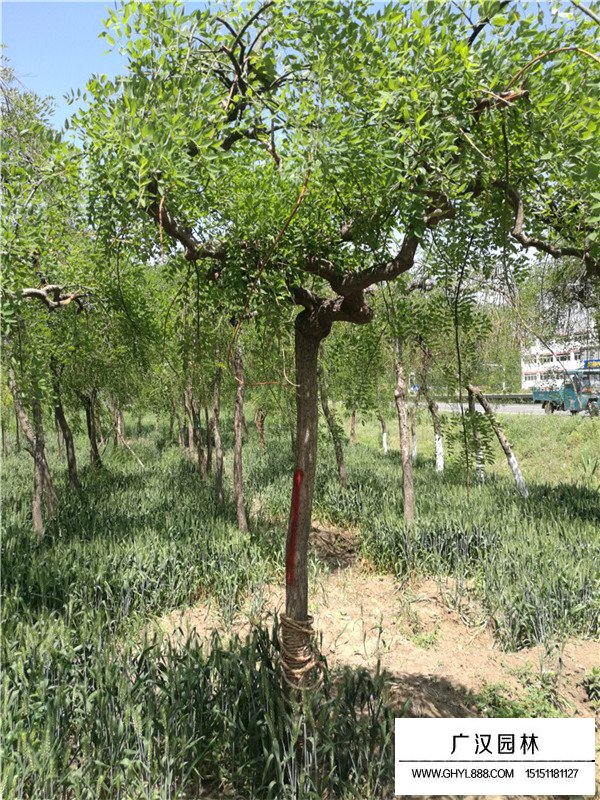 龍抓槐