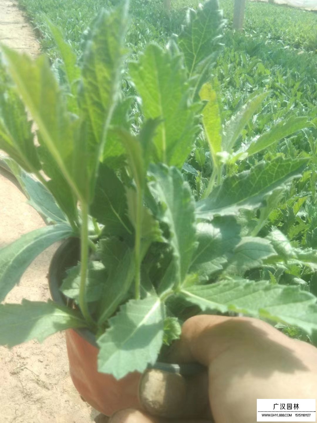 柳葉馬鞭草