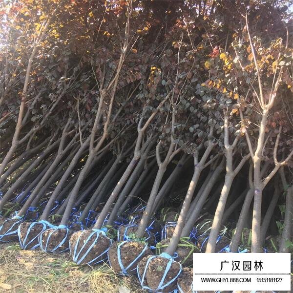 紫葉李