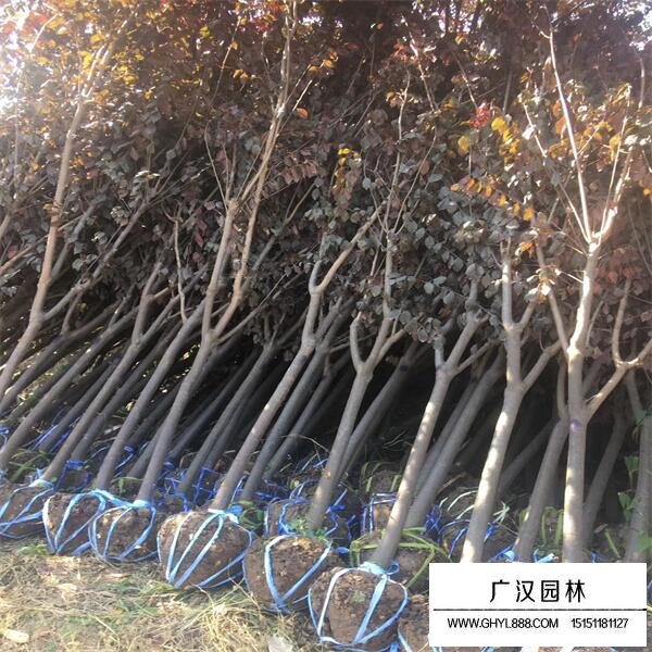 紫葉李