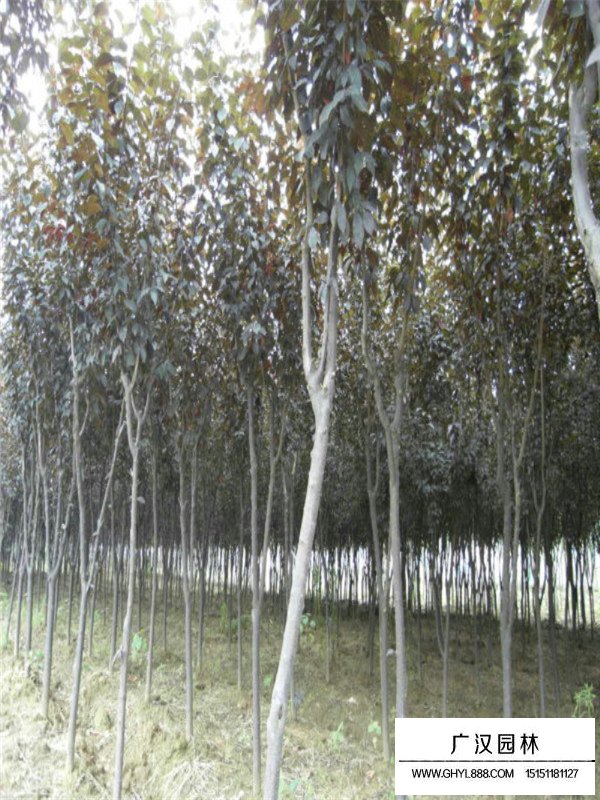 紫葉李