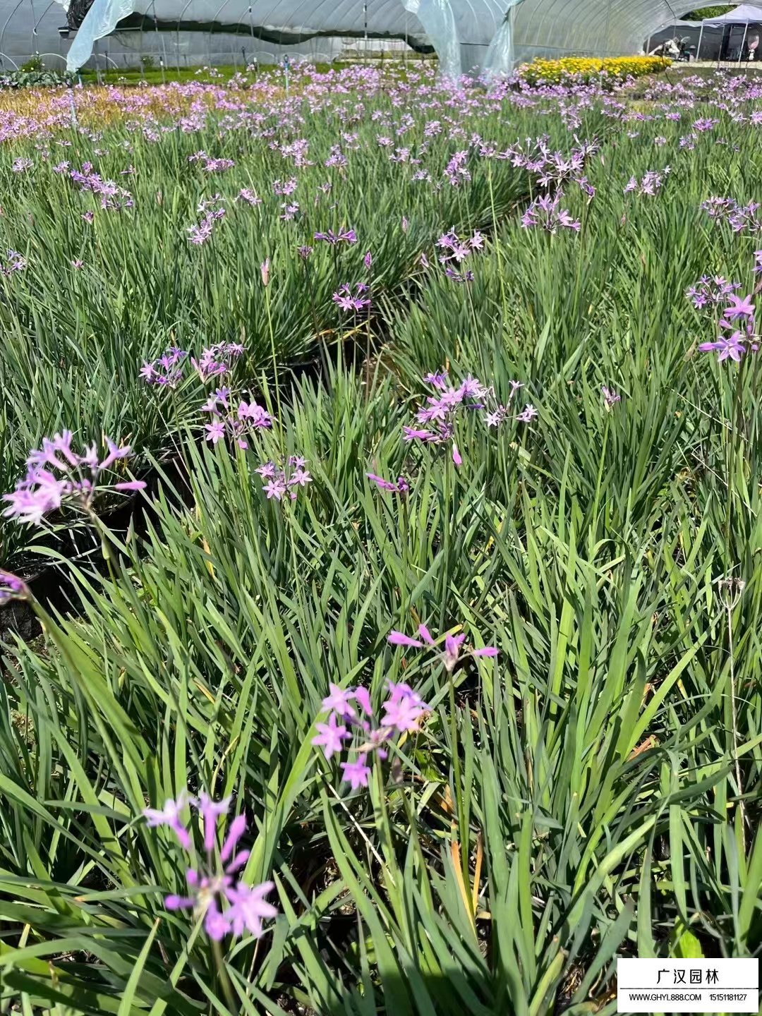 紫嬌花
