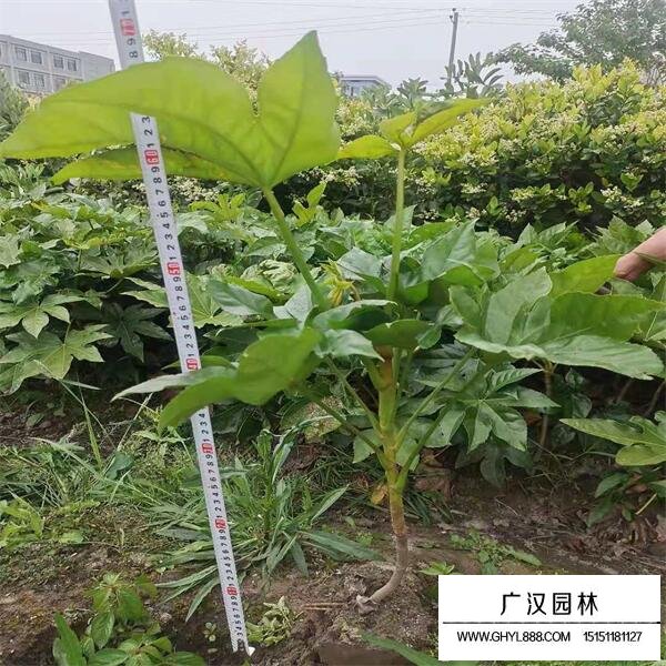 八角金盤