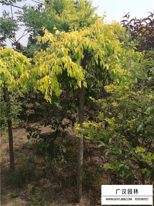 垂榆樹