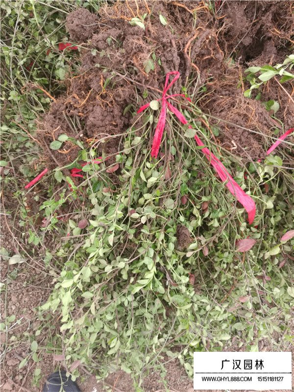 小葉扶芳藤