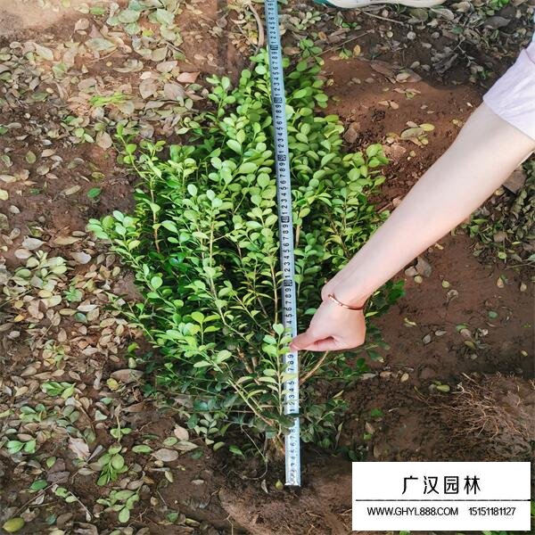 小葉黃楊