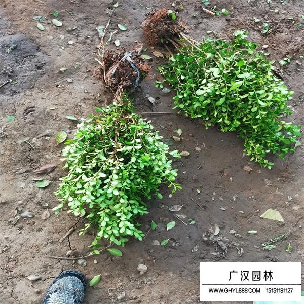 小葉黃楊的特征(圖5)
