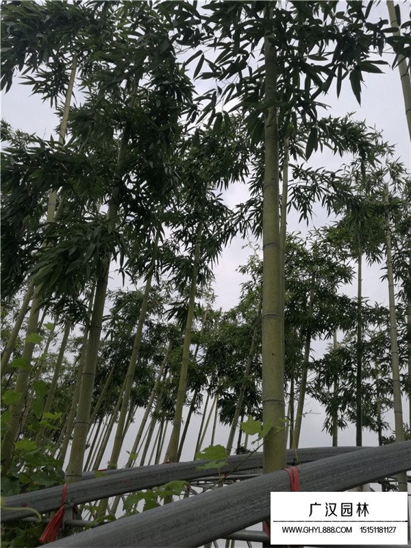 早園竹