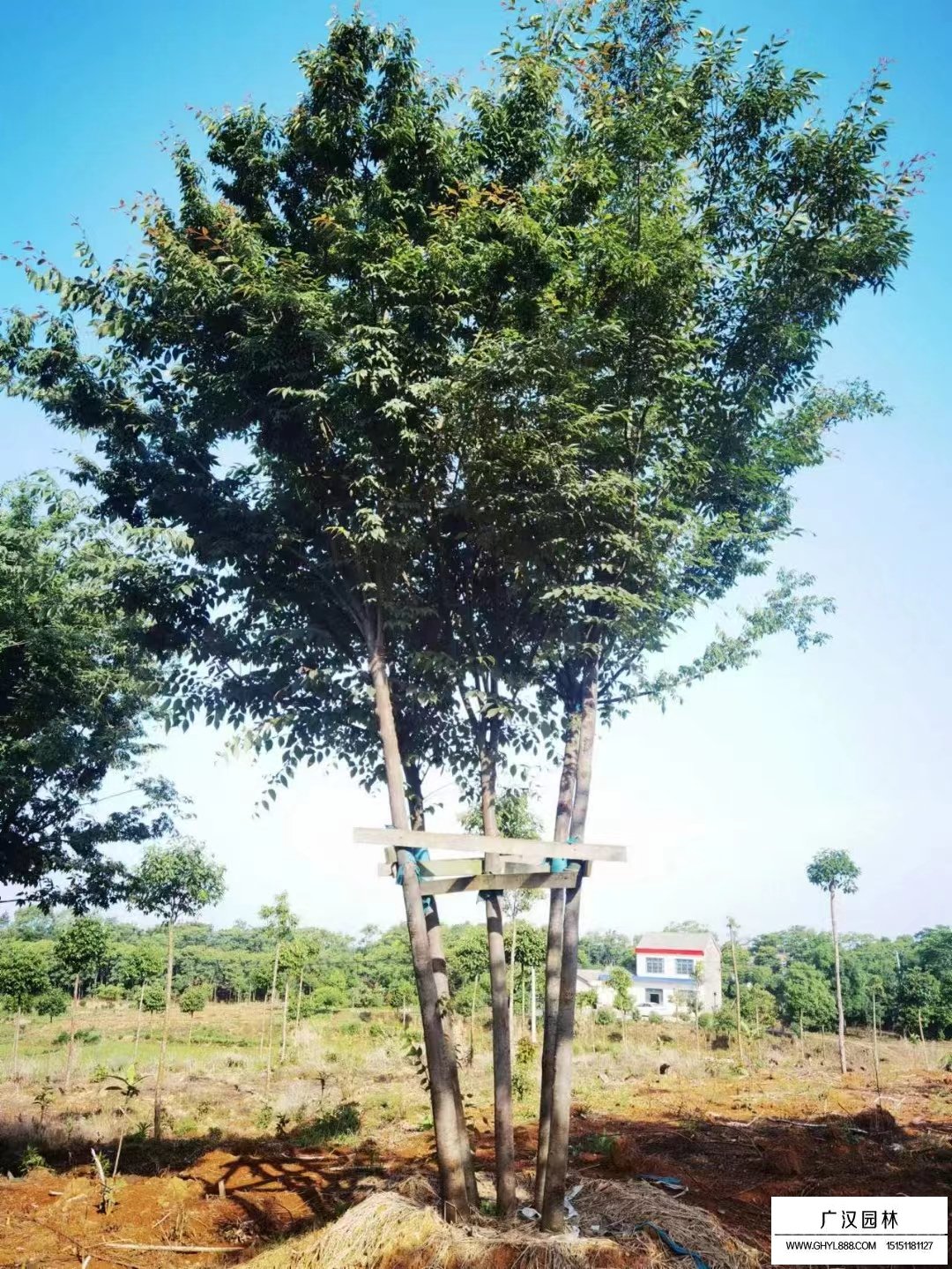 叢生櫸樹