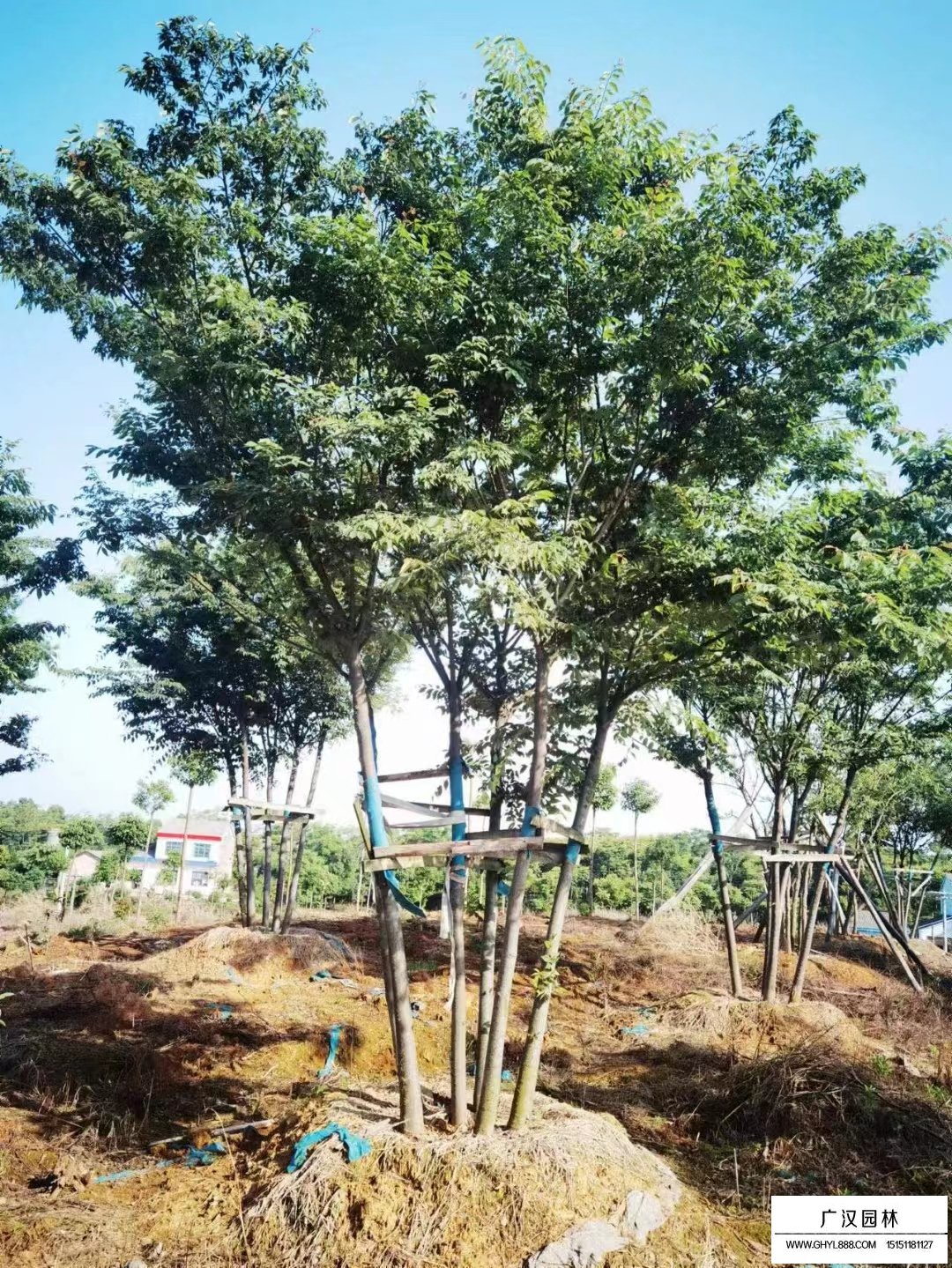 叢生櫸樹
