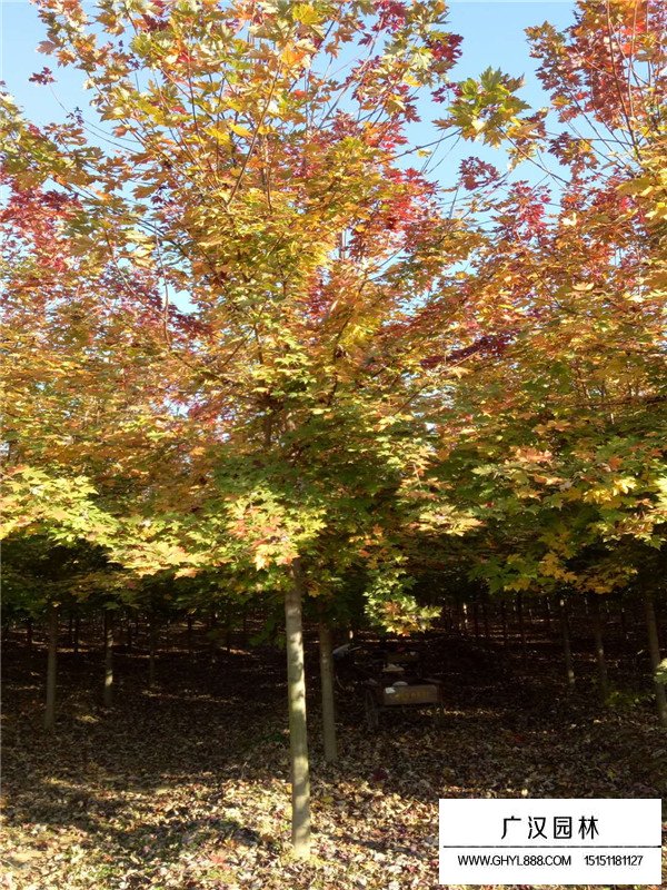 美國紅楓