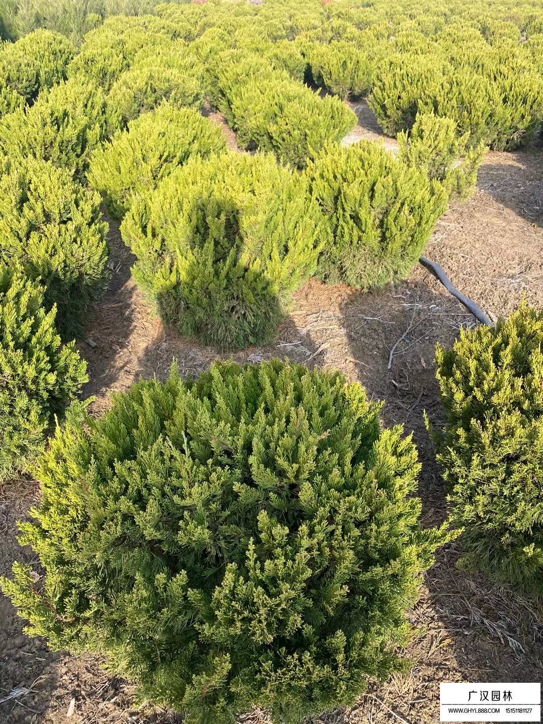 龍柏球