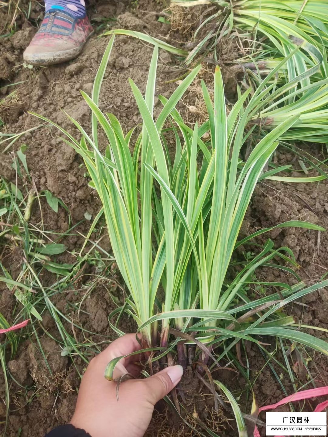 金邊麥冬草