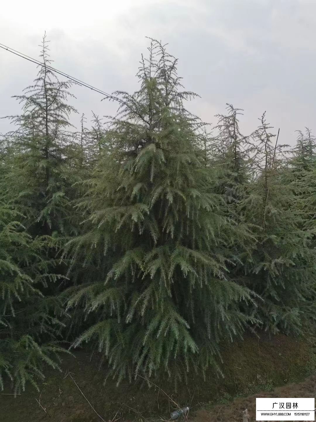 雪松
