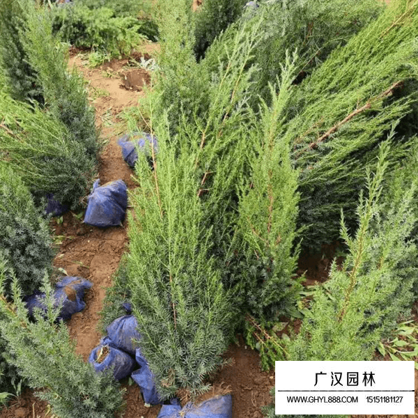 北京檜