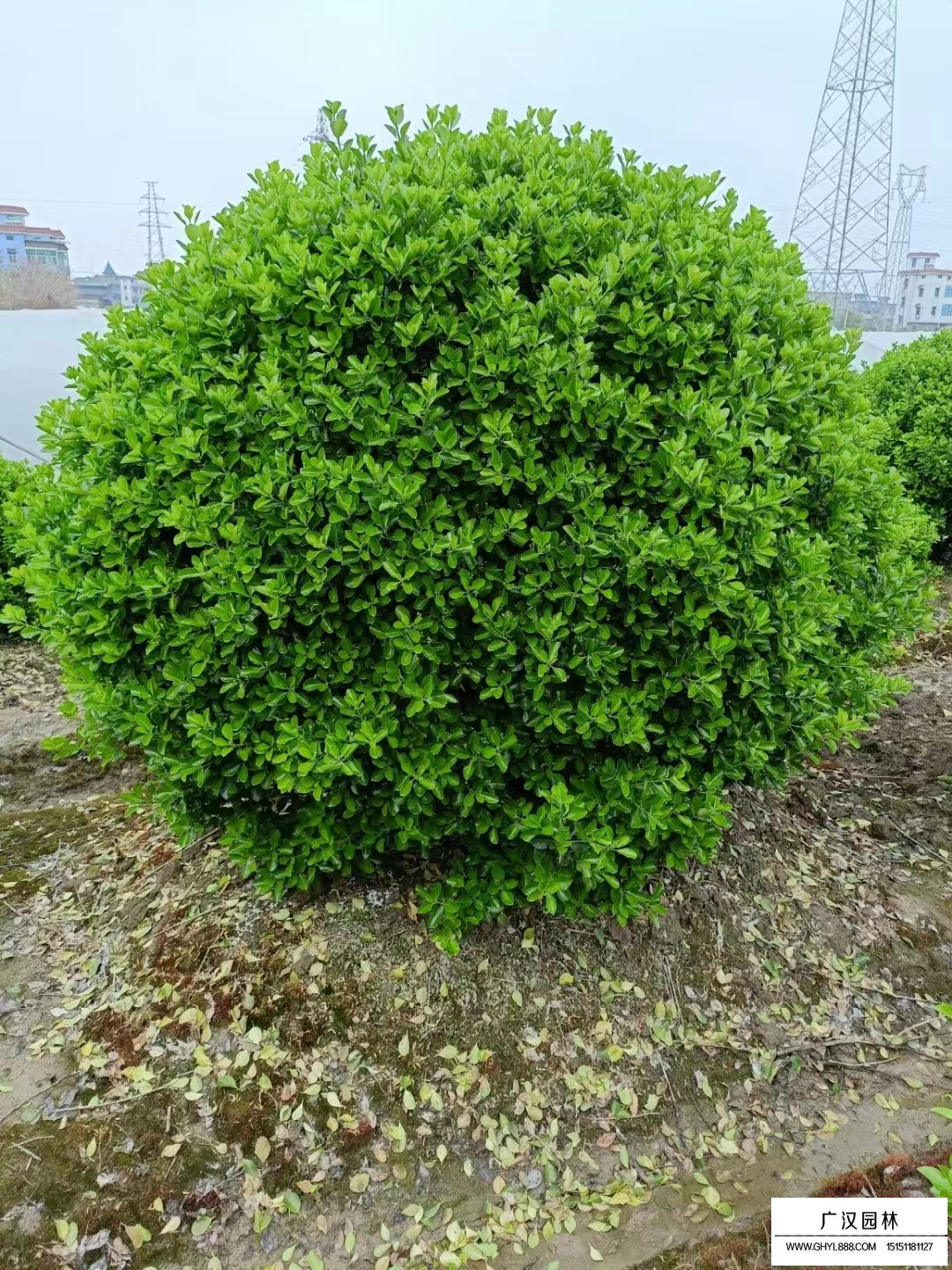 大葉黃楊球