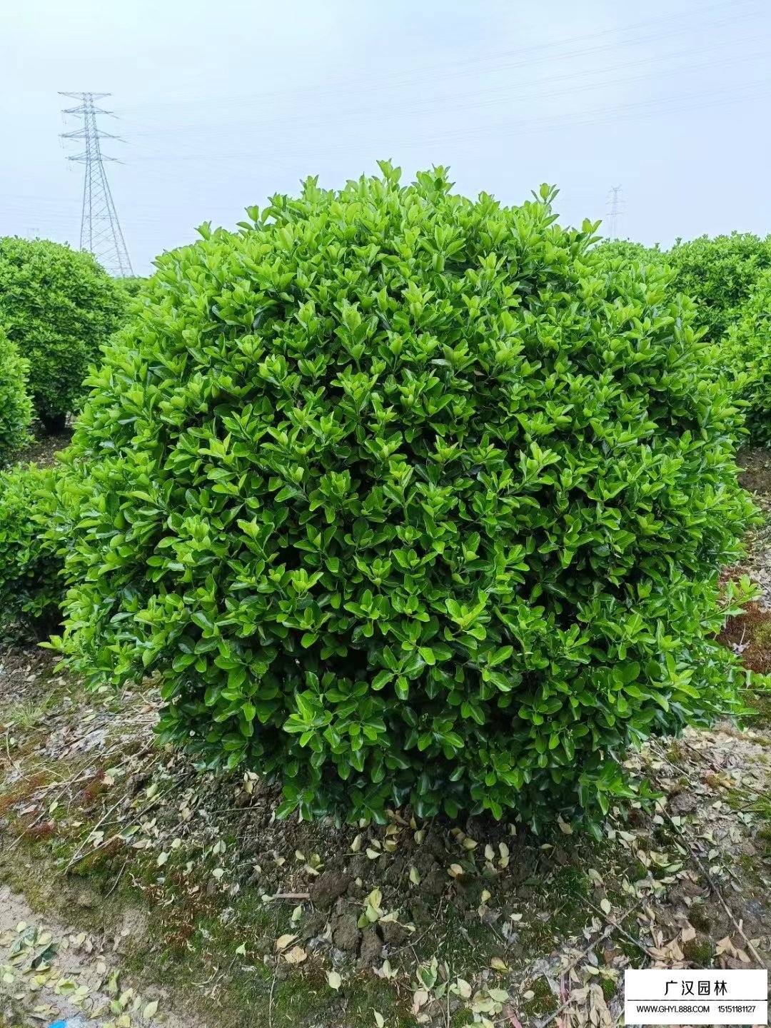 大葉黃楊球
