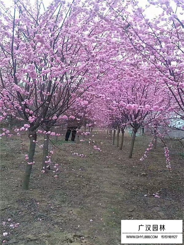 榆葉梅