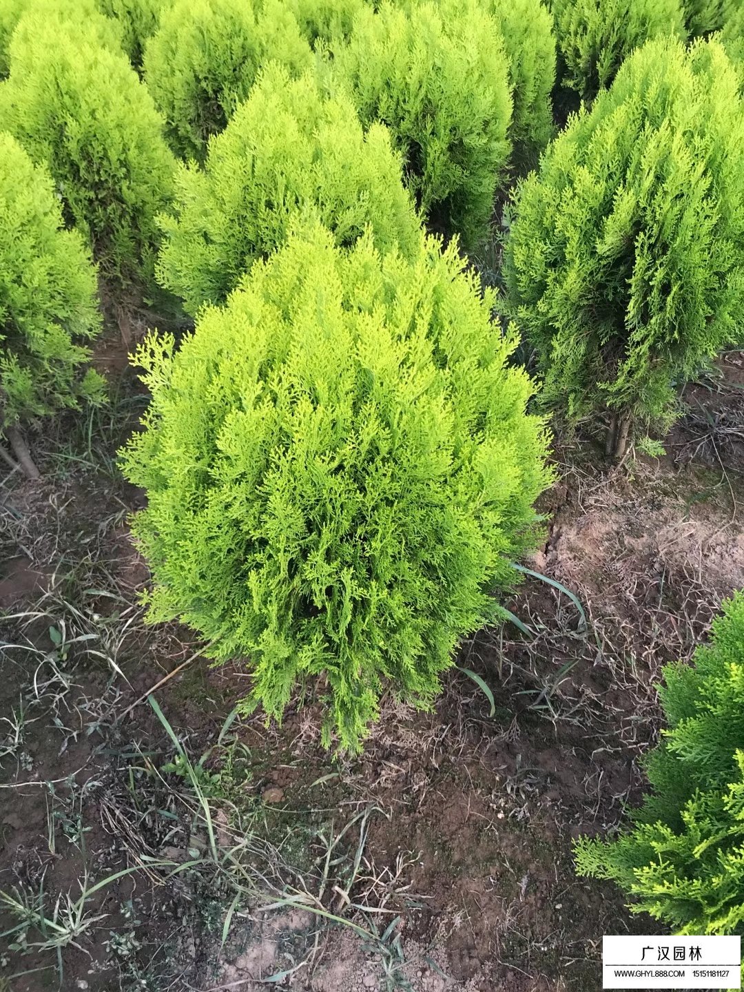 灑金柏