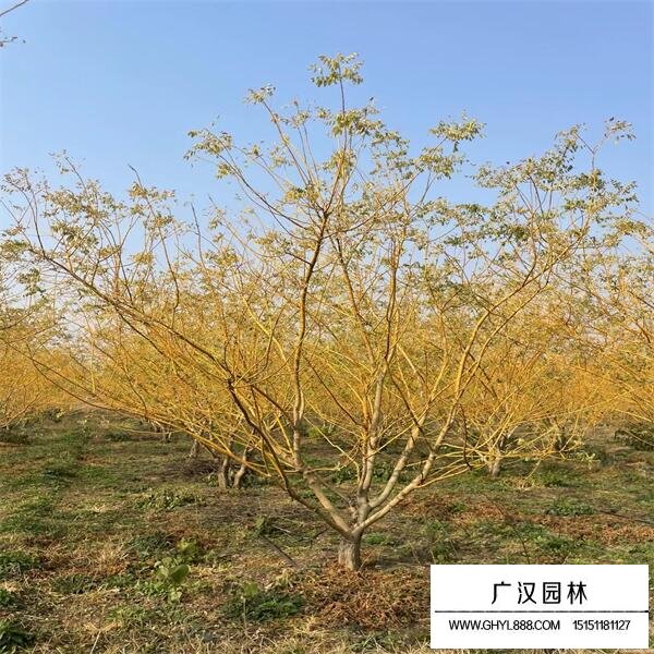 黃金槐
