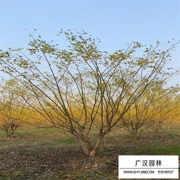 黃金槐