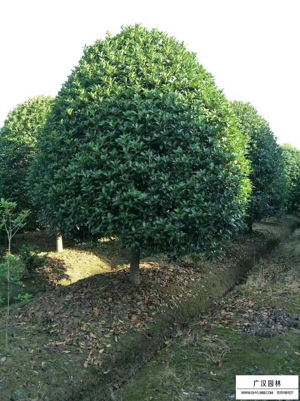 桂花樹