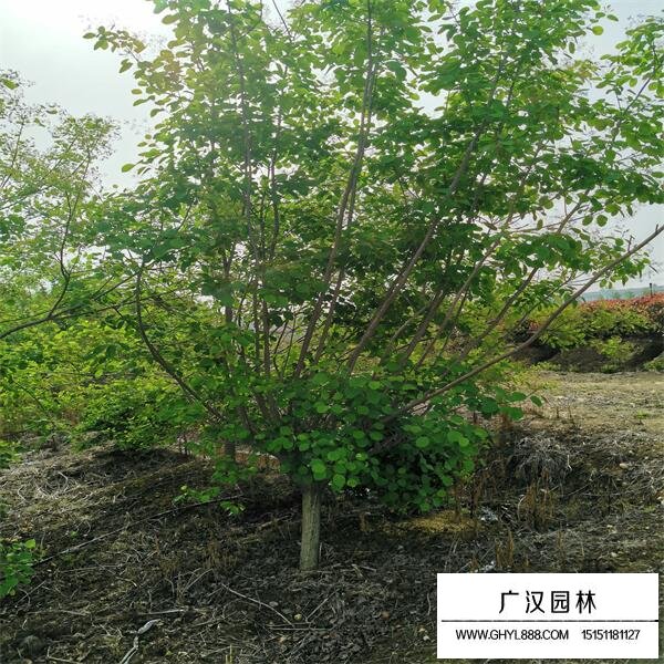 黃櫨