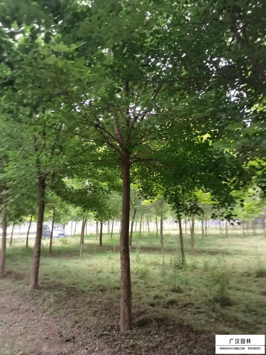 三角楓