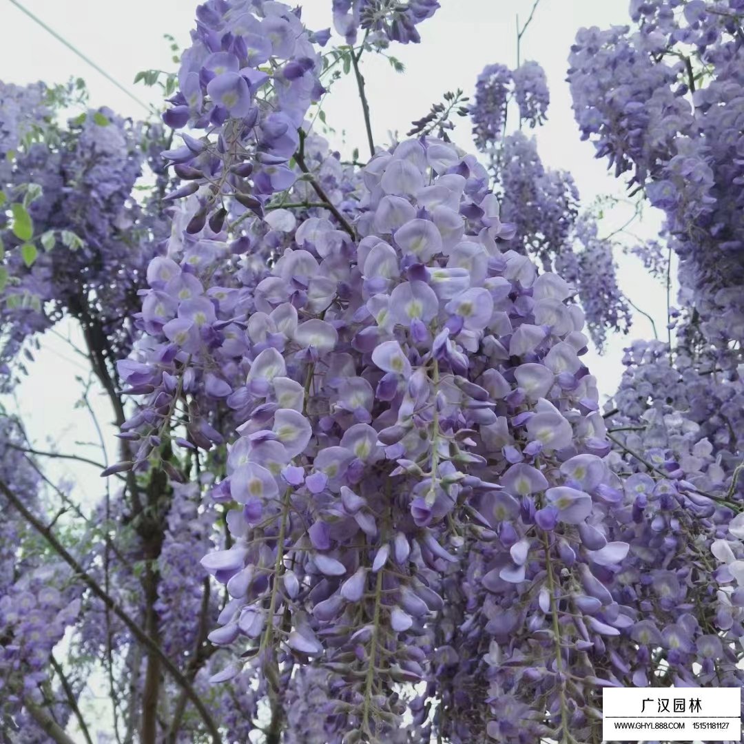 紫藤樹