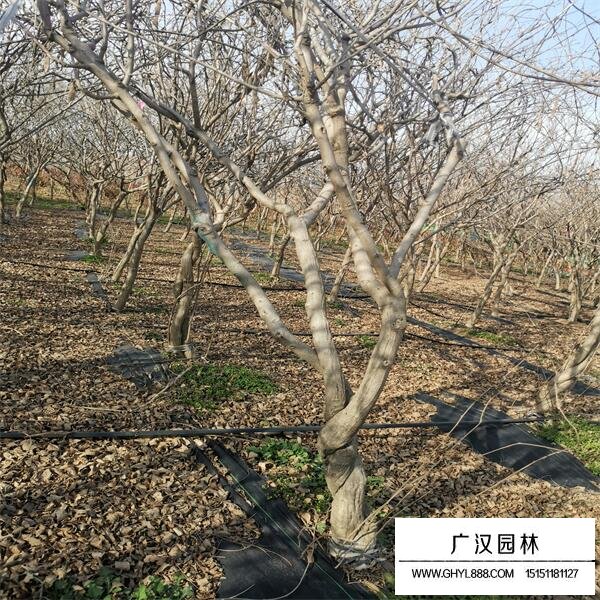 紫藤樹