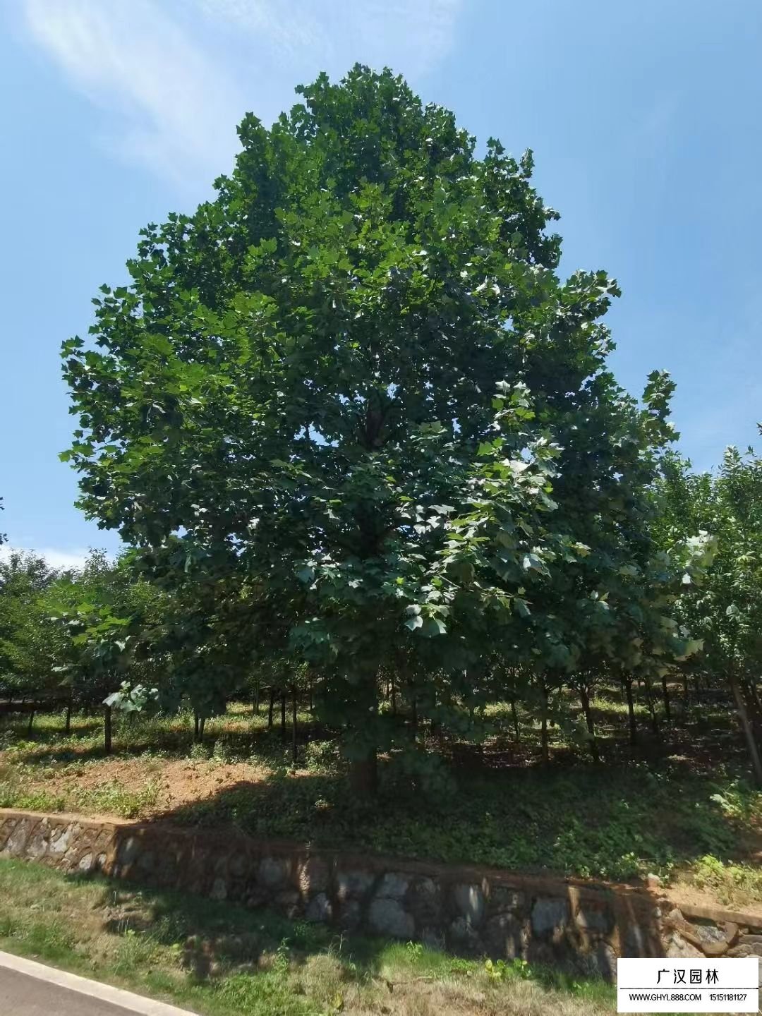 馬褂木