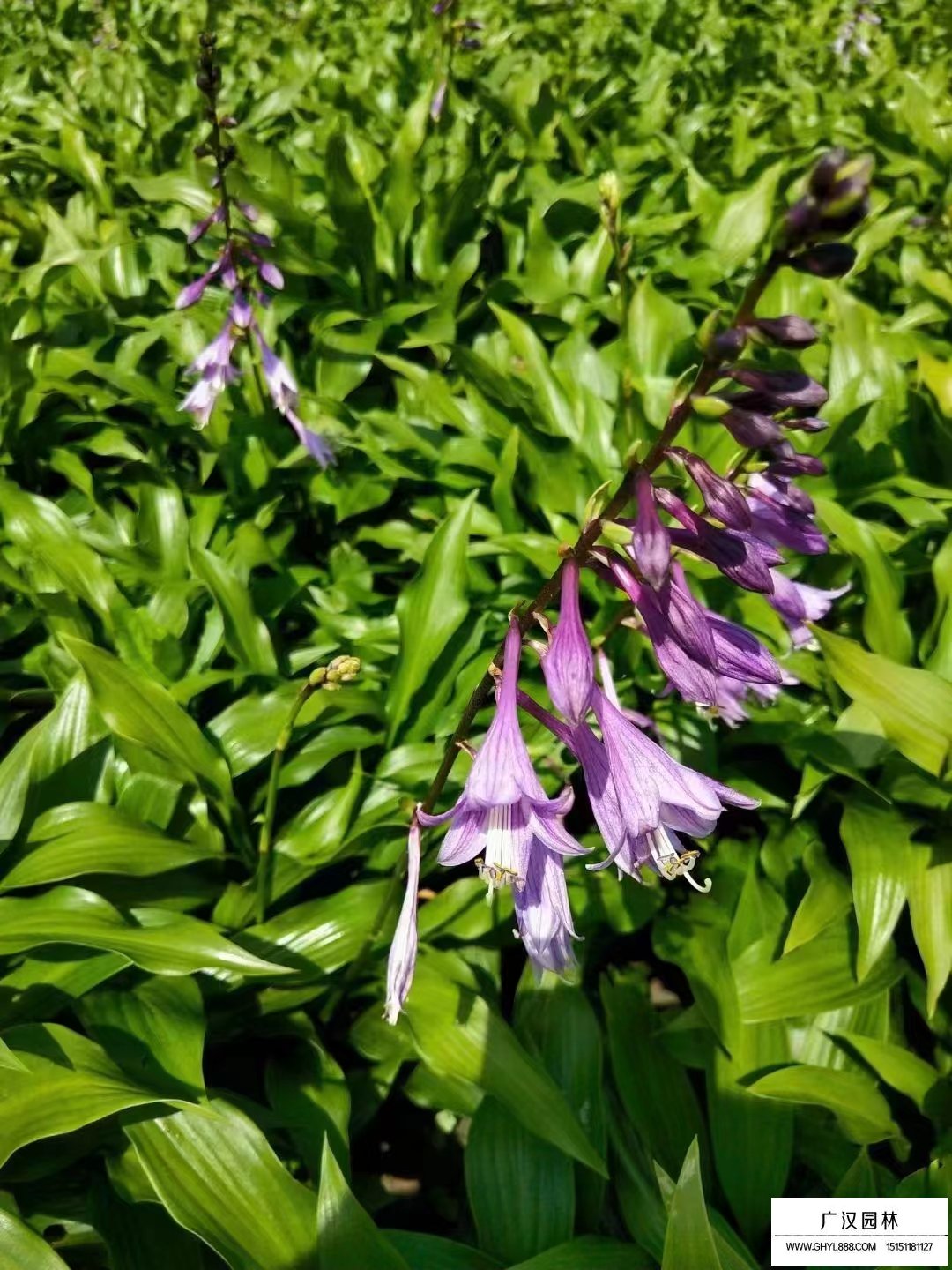 紫花玉簪