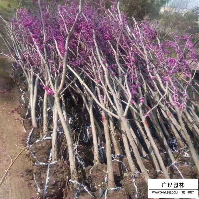 紫荊樹