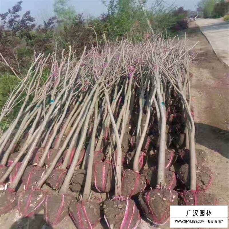 紫荊樹